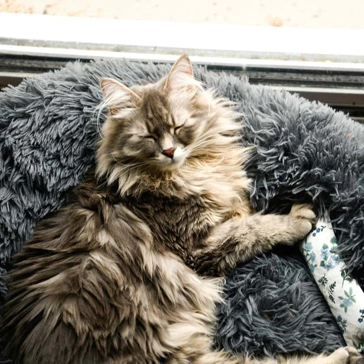 Dösende Katze in einem dunkelgrauen Katzenbett