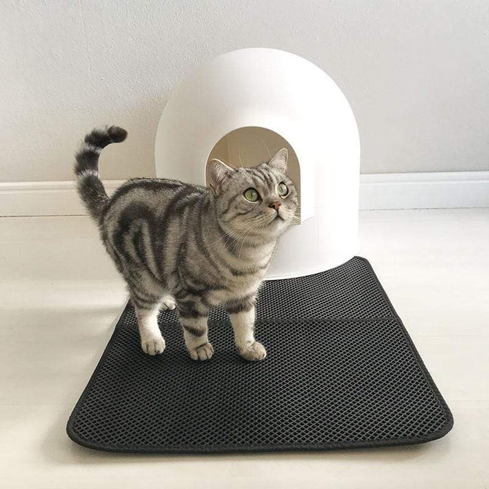 Junge Katze auf der Katzenstreumatte