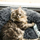 Dösende Katze in einem dunkelgrauen Katzenbett